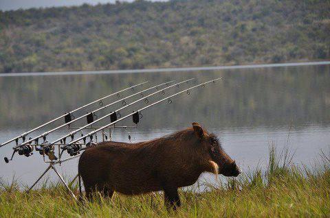 my hobby  - 5988644393791660925361624678849n.jpg